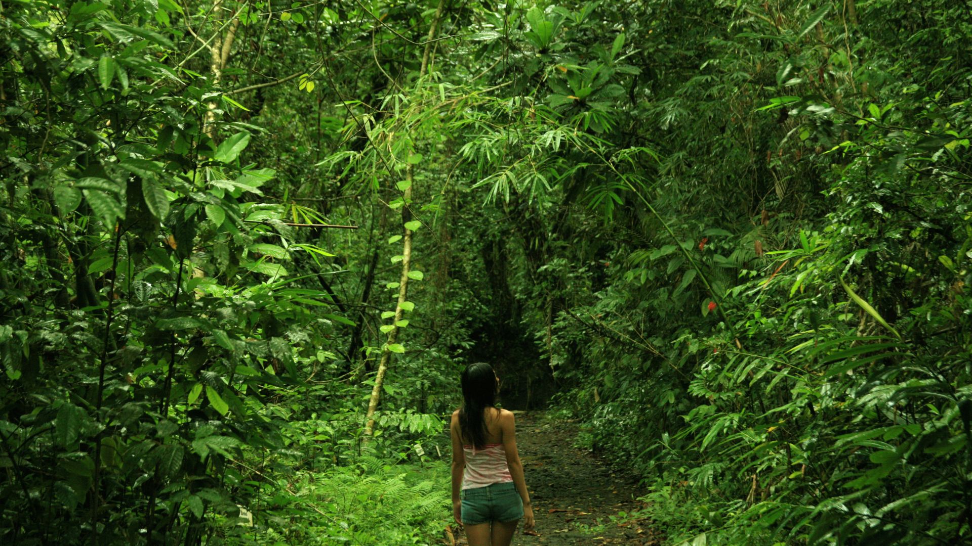 A Person Walking On A Path In A Forest